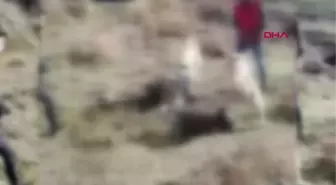 MUŞ'TA KÖPEKLERİ DÖVÜŞTÜRÜP, KAYDA ALAN 3 KİŞİYE GÖZALTI