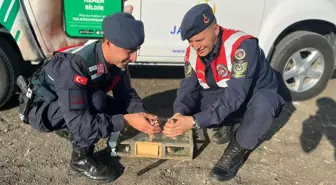 Adana'da ses cihazı kullanılarak avlanan 40 saka kuşu doğaya salındı