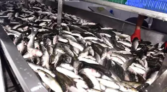 Dalyan kefali kilosu 50 liradan satılıyor