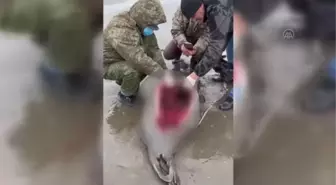 Hazar Denizi kıyısında 2 bin 500 civarında fok ölü bulundu