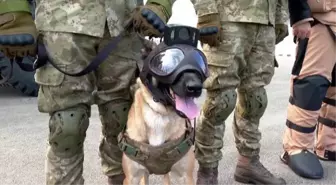 Turkish Armed Forces' bomb-sniffing dogs on duty in the World Cup