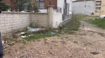 Bursa'da esnaf sokak kedilerine dükkanlarında sahip çıkıyor