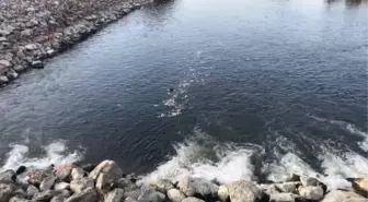 Ceyhan Nehri'nde görülen balık ölümleriyle ilgili inceleme başlatıldı