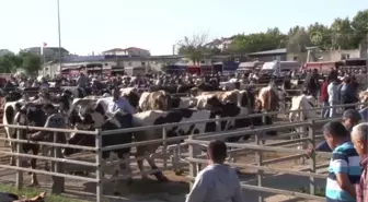 Trakya'nın en büyük hayvan pazarı modern hale getirilecek