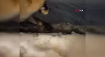 'Ayşe' ismini verdiği tilkiyi her gün eliyle besliyor