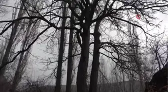 Türkiye'nin en büyük fındık ağaçlarından biri Giresun'da