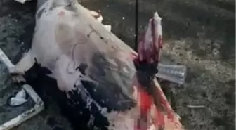 Sarıyer'de denizden ölü yunus balığı çıkartıldı