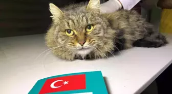 Türkiye'de 629 bin 165 sahipli hayvana çip takıldı