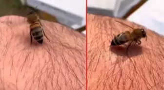 Yıllardır arıcılıkla uğraşan adam 'Arı sokunca neden ölür?' sorusunu canlı anlattı
