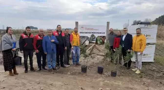 Ayvalık 100 yıl sonra yeniden sakız ağacı yetiştirecek