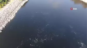 Ceyhan Nehri'nde balık ölümleri: Binlerce balığın ölüm nedeni araştırılıyor