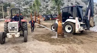 Marmaris'te halk plajlarına palmiye ağaçları dikildi