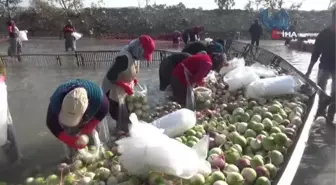 Osmaniye'de turp hasadı başladı