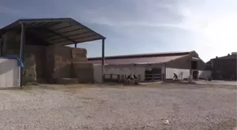 Devlet desteğiyle kurduğu çiftlikte aylık 70 ton süt üretiyor