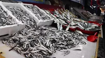 Karadeniz hamsisi bu yıl büyüyemedi