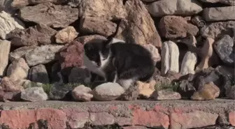 Evine sığdıramadığı taş koleksiyonu için bahçesini adeta 'müze'ye çevirdi