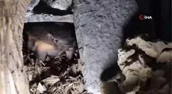 Türkiye'nin ilk armadillo yavrusu 3 buçuk ay önce dünyaya gözlerini açtı