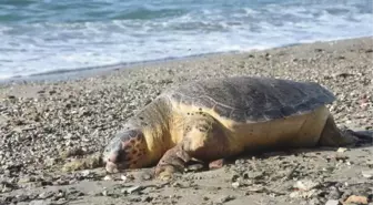 BODRUM'DA SAHİLE ÖLÜ CARETTA CARETTA VURDU