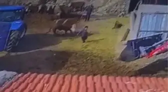 8 YAŞINDAKİ OĞLUNU BOĞA SALDIRISINDAN KURTARDI