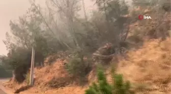 Şili'de orman yangını: 4 bin hektardan fazla alan kül oldu