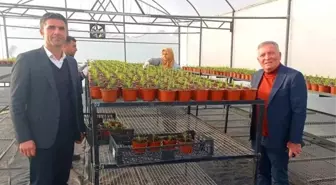 Honaz Belediyesi, Peyzaj Çalışmalarında Kullandığı Çiçekleri Kendi Seralarında Üretiyor