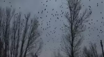 KARGALARI BU KEZ KORNA ÇALARAK UZAKLAŞTIRMAYA ÇALIŞTILAR