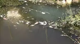 ÇEVREYİ KİRLETEN OTELİN MÜDÜRÜNE 4 YIL 2 AY HAPİS