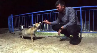 Okul müdürü dostluk kurduğu tilkiyi eliyle besliyor