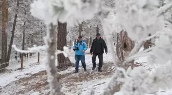 Karla kaplanan sarıçam ormanları dronla görüntülendi