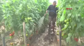 SEL MAĞDURU ÇİFTÇİLER, ÜRÜNÜNÜ KURTARMAYA ÇALIŞIYOR