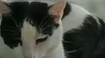 TEKİR KEDİ, KALP KAPAKÇIĞI TÜMÖRÜYLE LİTERATÜRE GİRDİ