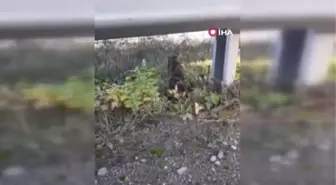 Sinop'ta yaralı halde bulunan su samuru tedavi altında