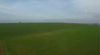 Trakya'da son yağışlarla ilk gelişimini tamamlayan buğday, kışa dayanıklı giriyor