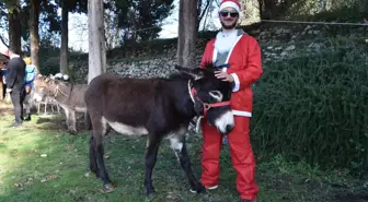 Bosna Hersek'te Noel Babalı eşek yarışı düzenlendi