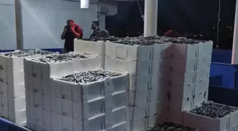 KASTAMONU - Balıkçılar limana kasalar dolusu hamsiyle döndü