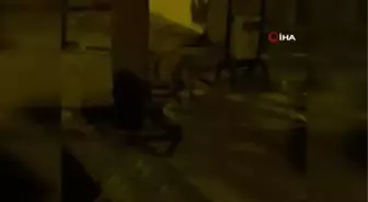 Şehir merkezine inen tilki kediye kovalarken böyle görüntülendi