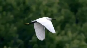 Çin'in Doğusunda Yer Alan Huzhou Şehrinde İnsan ile Doğa Arasındaki Uyumlu Birliktelik