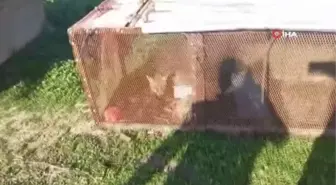 Emekli polis, 'Battal Gazi' filminden esinlenerek yaptığı kapanla tavukları telef eden tilkiyi yakaladı