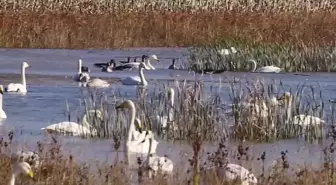 Kışı Geçirmek İçin Sarı Nehir'deki Sulak Alana Gelen Beyaz Kuğu Sürüleri