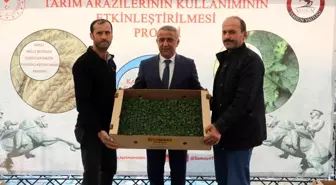 Samsun'da 6 bin 783 dekar alanda 8 bin 240 ton marul üretiliyor