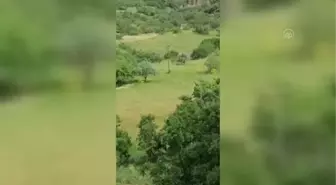 Ayıların zarar verdiği elektrik direkleri yenilendi