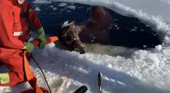 ABD'de buzun kırılmasıyla donmuş göle düşen at saatler içinde kurtarıldı