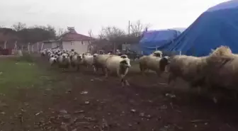 Amasya Çambükü'nde Mera Alanları Ellerinden Alınan Köylüler: 'Bu Kadar Hayvanın Gübresi Burada Kaldı. Ne Yapalım, Valiliğe mi Yıkalım'