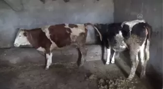 Eski hükümlü devlet desteğiyle hayvancılığa başladı