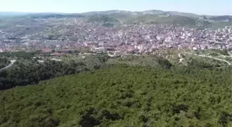 Ağaçlandırma seferberliğiyle Yozgat'ın bozkırı yeşile dönüşüyor