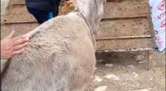 Ayakları sakat doğan sıpa, tedavisi için 800 kilometre uzağa gönderildi