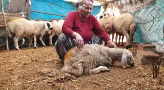 Osmaniye'de 35 koyun ve 20 kaz ve tavuk telef edildi