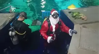 RİO DE JANEİRO - Brezilya'da Noel Baba köpek balıklarıyla yüzdü
