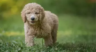 'Annelerinden erken ayrılan cins köpekler, tür özelliklerini gösteremeyebilir'