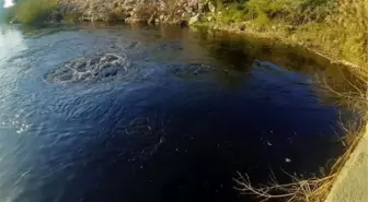 BÜYÜK MENDERES NEHRİ ÇÖPLÜĞE DÖNDÜ; SUYUN RENGİ SİYAHA BÜRÜNDÜ